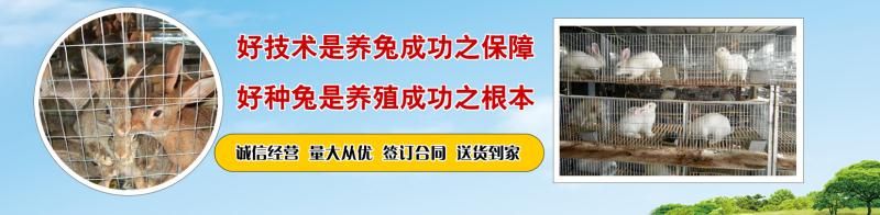 肉兔 比利时伊拉新西兰种兔