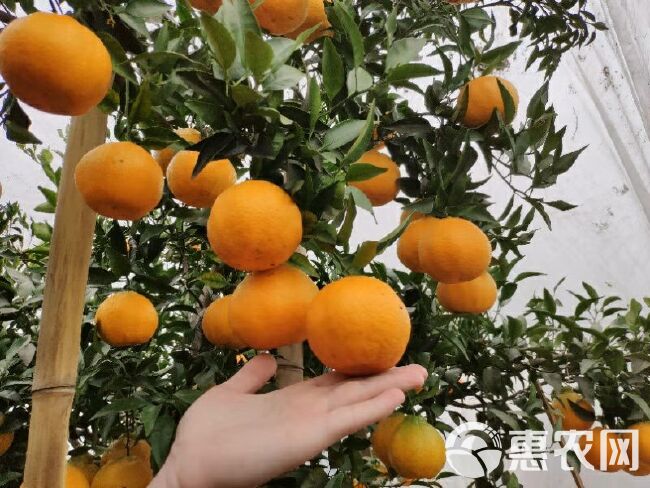 青见 仁寿晚熟柑橘大量供应