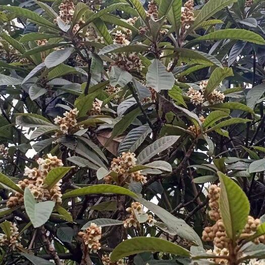 湘潭县 鸣鸽牌土蜂蜜