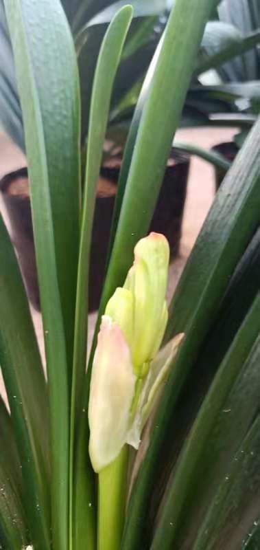 漳平市君子兰苗  带花苞君子兰五年到六年兰青苞会露色花苞发货