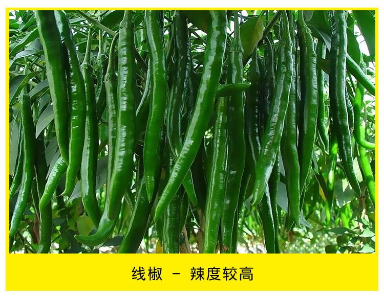 二荆条辣椒苗  线椒，55号，龙福椒，螺丝椒，朝天椒，软皮，