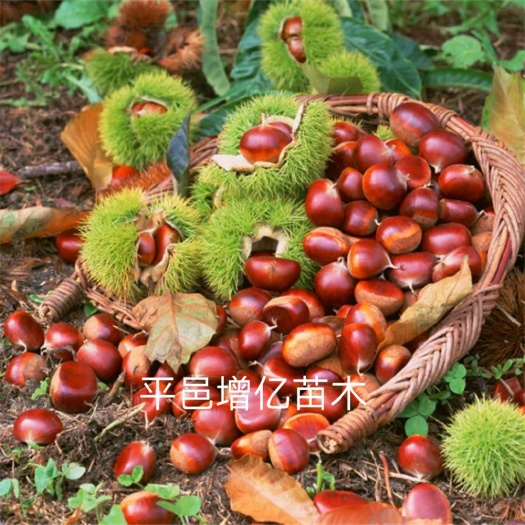 平邑县 板栗树苗，大红袍嫁接苗，包结果
