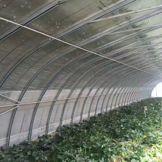 天津种植大棚 简易养殖农用单体大棚 设计建造 简易温室