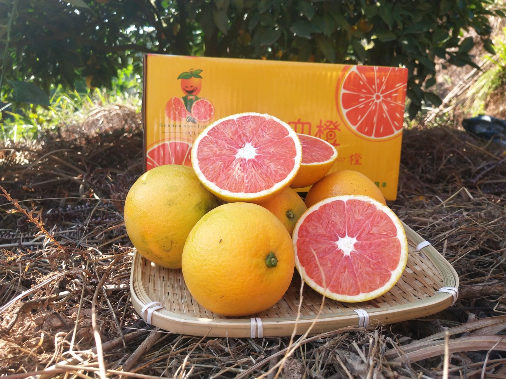  血橙基地培育血橙嫁接苗挂果多红肉脐橙苗血橙苗根系发达成活率