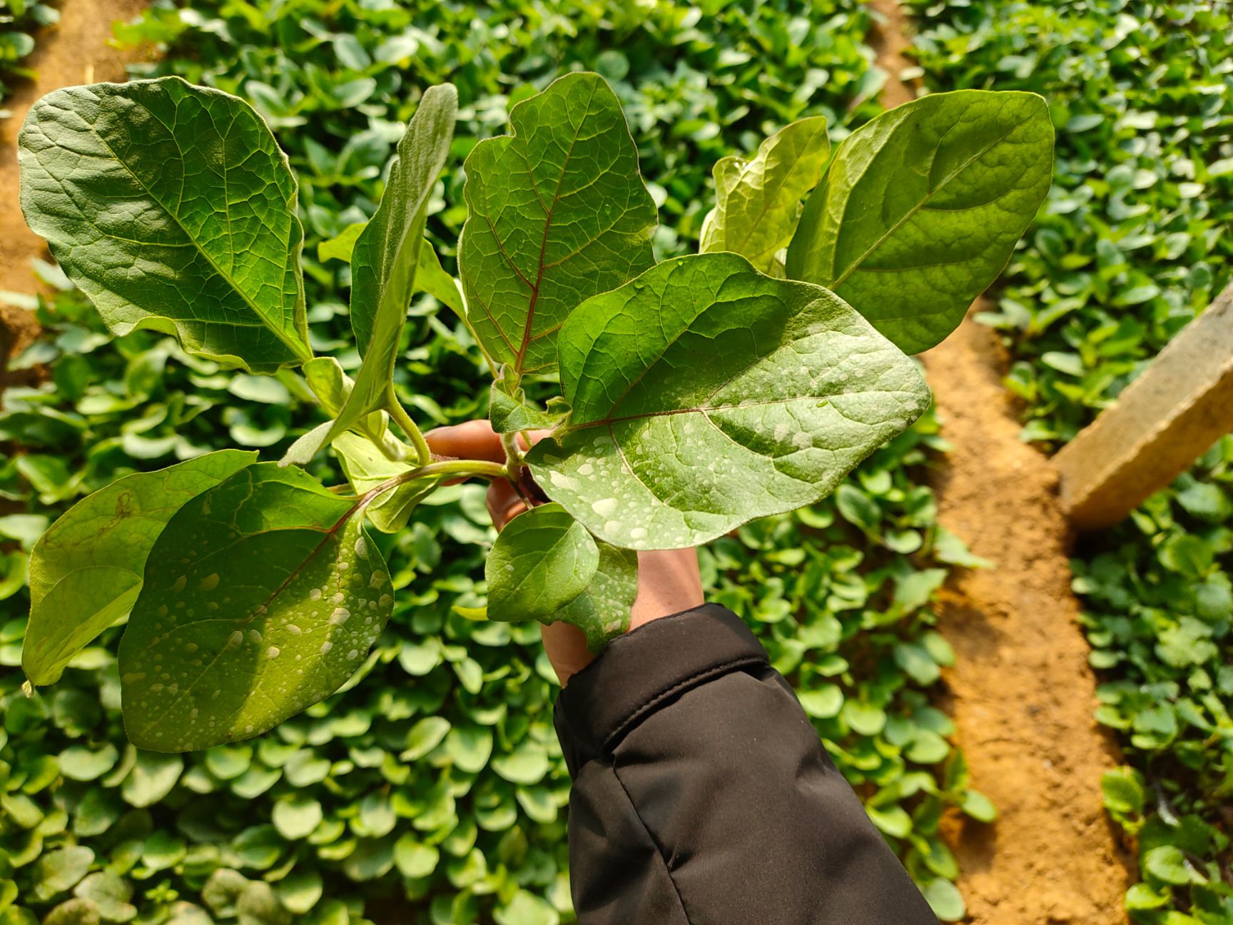 长圆茄子苗都有 嫁接  烧烤茄子  六叶一心 二十公分