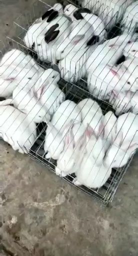 肉兔 比利时伊拉新西兰种兔