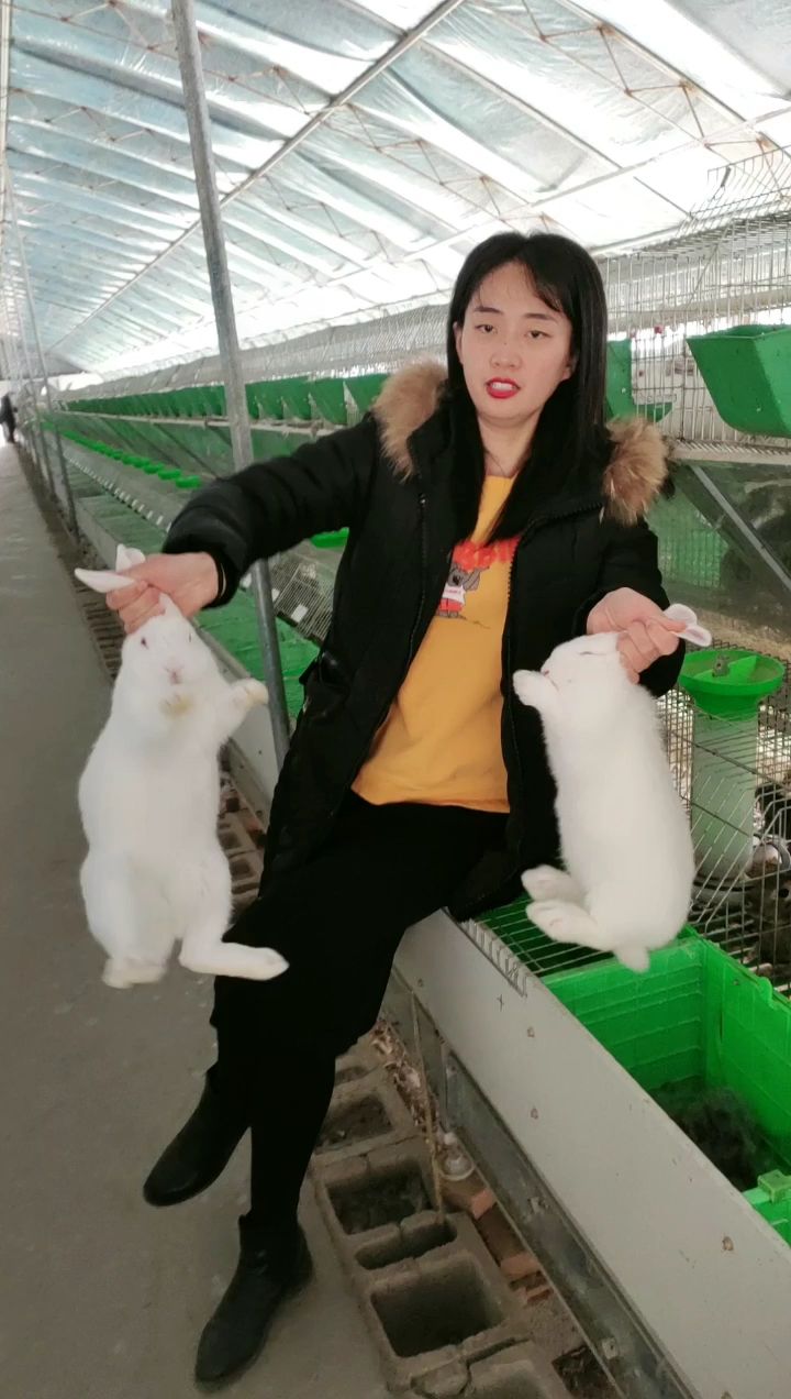 肉兔 比利时伊拉新西兰种兔