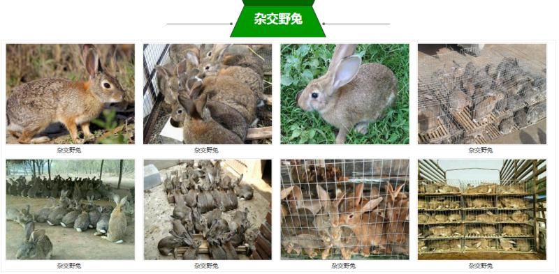 肉兔 比利时伊拉新西兰种兔
