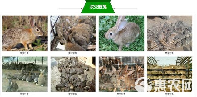 肉兔 比利时伊拉新西兰种兔