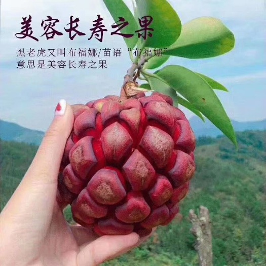 灵山县粉红黑老虎苗  布福娜，黑老虎苗包邮费，24小时发货营养杯发