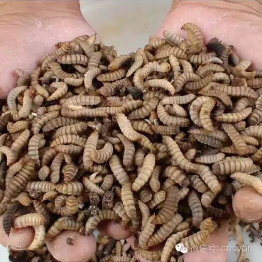 西充县 长期出售黑水虻虫干  暖风烘干