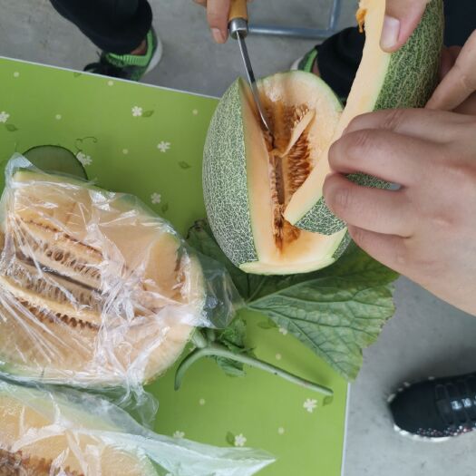 乐东县 海南25号小蜜今天出瓜