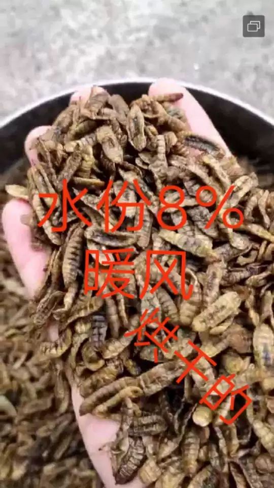  长期出售黑水虻虫干  暖风烘干