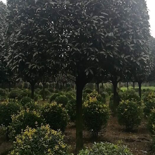 成都黄金桂花树 12-15公分精品桂花基地批发供应