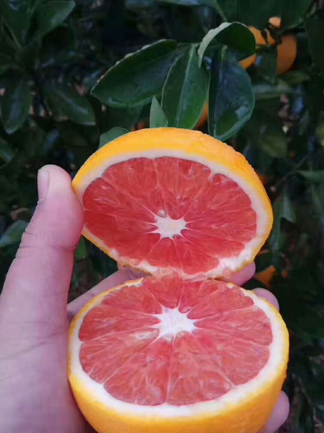 卡拉卡拉红肉脐橙 正宗湖南红肉血橙