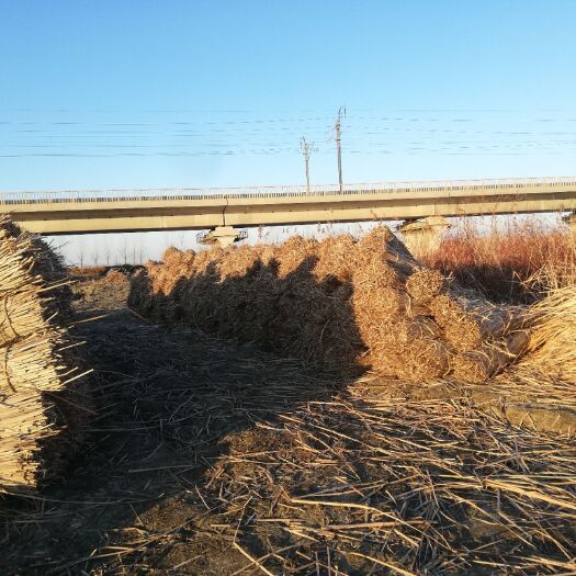 盘锦蒲黄 辽宁地区出售蒲草可以做工艺品和床垫欢迎老班前来询价