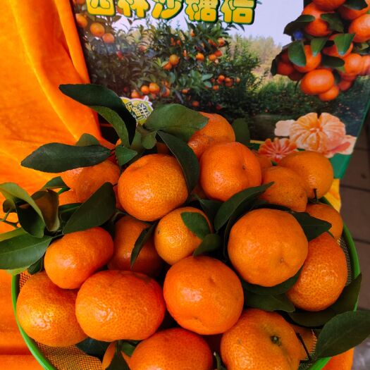 西林县沙糖桔 现摘现卖，量大从优