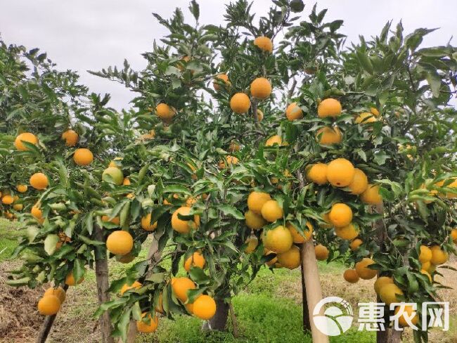 青见 仁寿晚熟柑橘大量供应