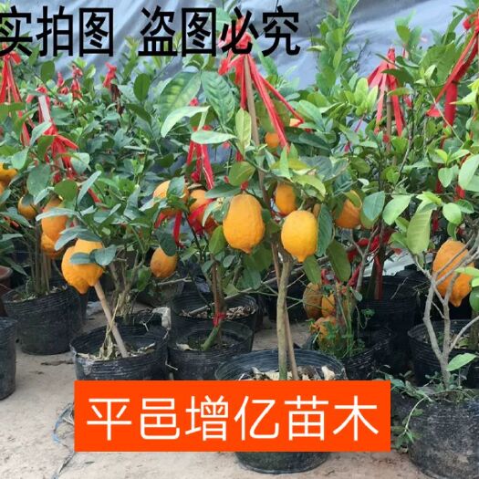 平邑县香水柠檬苗 柠檬树苗，四季香水柠檬，包结果