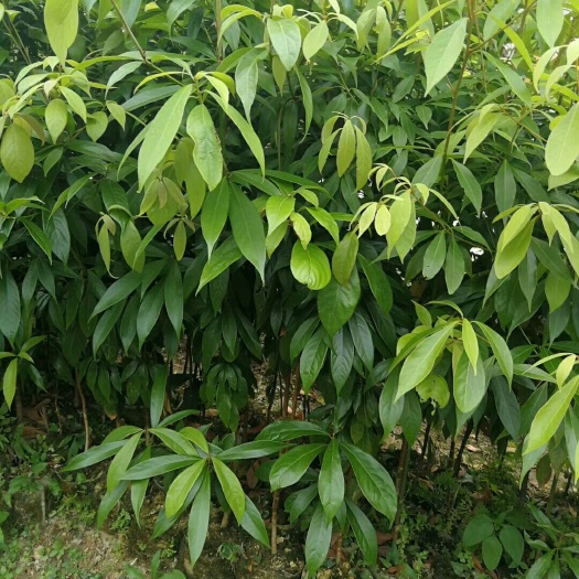 桂东县小叶桢楠