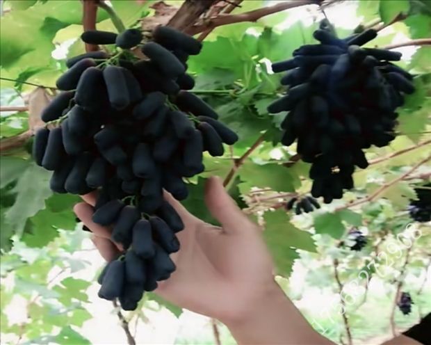 平邑县 蓝宝石葡萄苗嫁接兰宝石葡萄树苗宝石蓝南方北方种植盆栽地栽爬