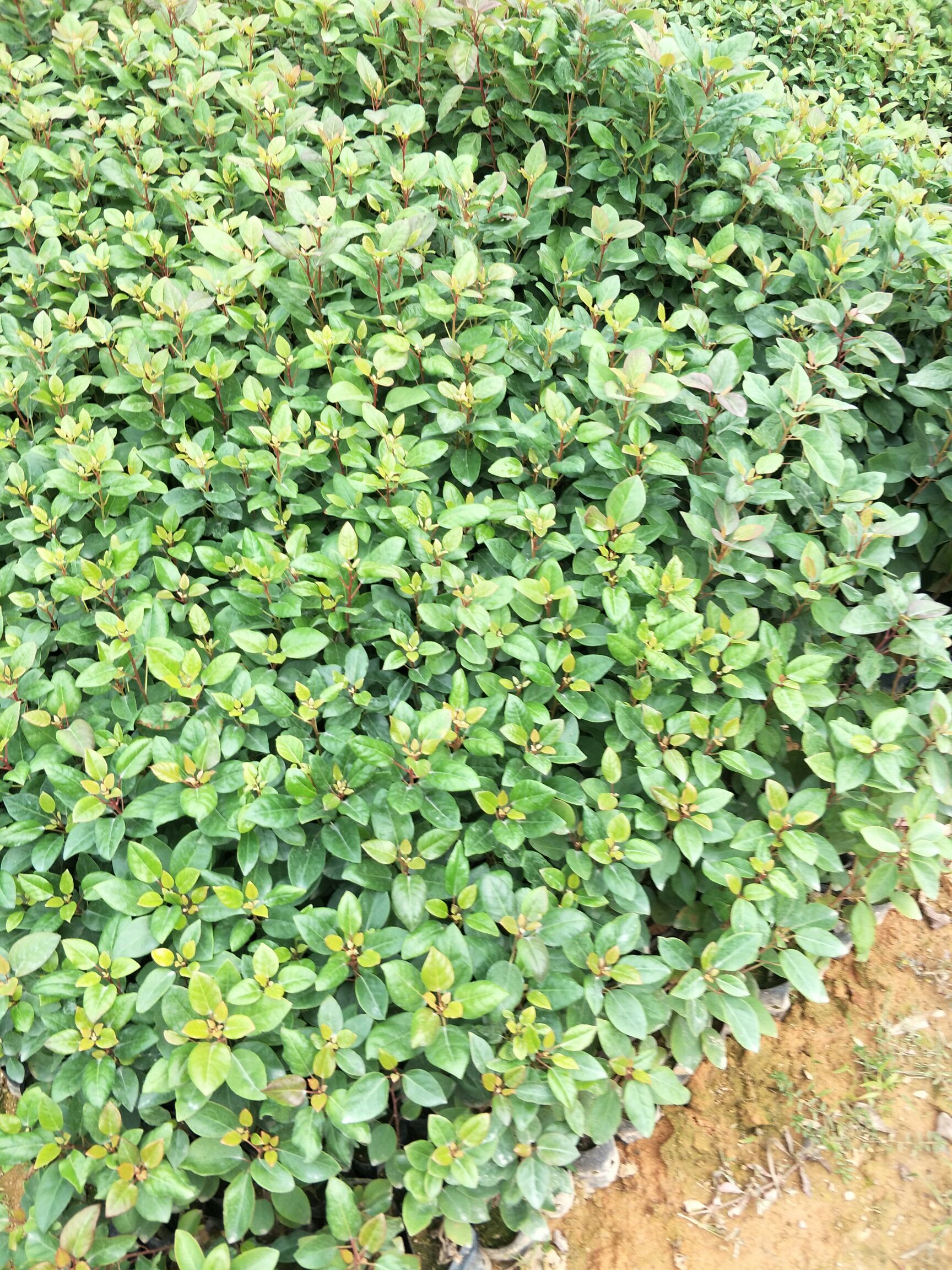  红花荷批发,红花荷又叫红包木
