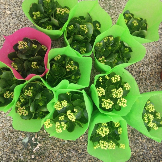 青州市长寿花盆栽 长寿花130盆栽花卉，四季开花盆栽长寿花