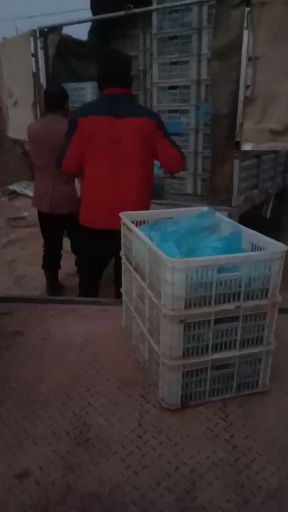 鲜平菇  河北基地直销 黑伞6到8cm绿色种植量大从优