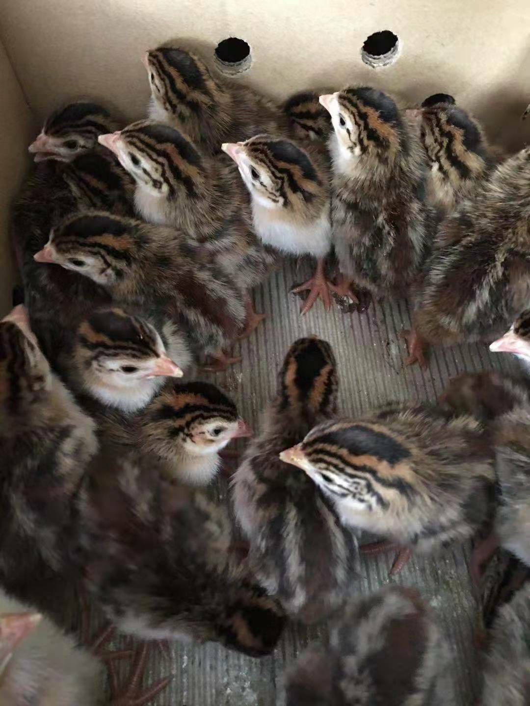  珍珠鸡苗