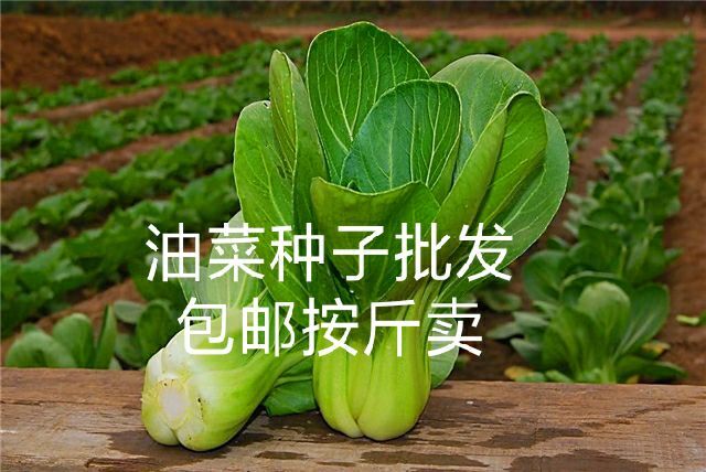 蠡县上海青种子 油菜种子上海青批发包邮按斤卖