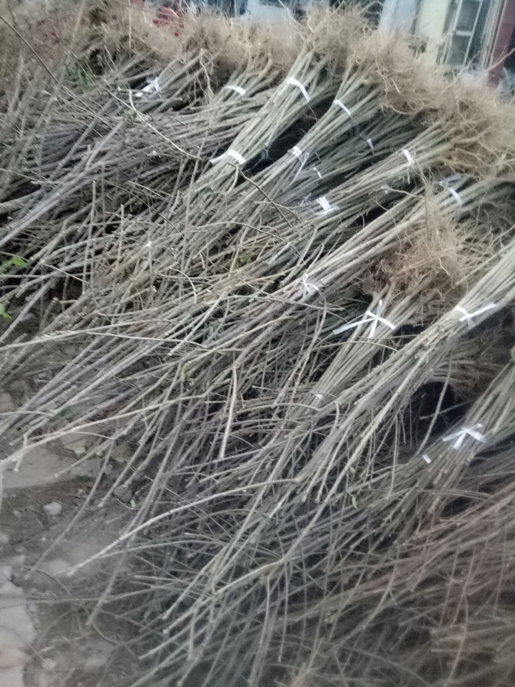 毛叶山桐子苗  毛叶山桐苗优质品种多为带毛的山桐苗，山桐小苗