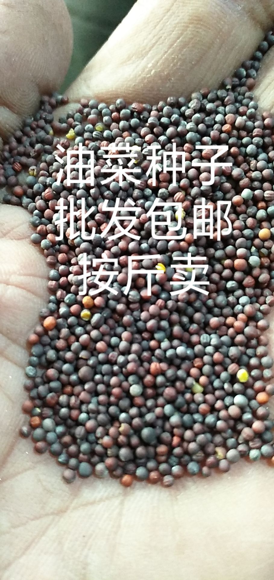 上海青种子 油菜种子上海青批发包邮按斤卖