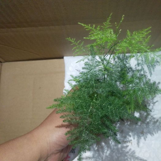 青州市 文竹营养杯苗小盆栽花卉，袋苗文竹小杯绿植四季植物