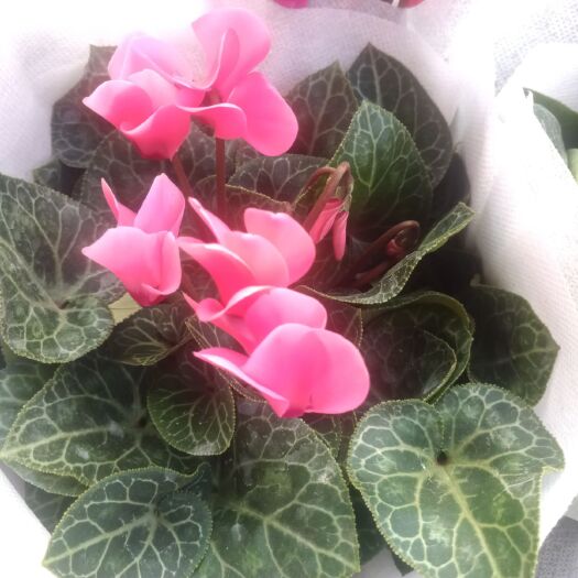 青州市 仙客来中花小花盆栽花卉，冬季开花植物盆栽