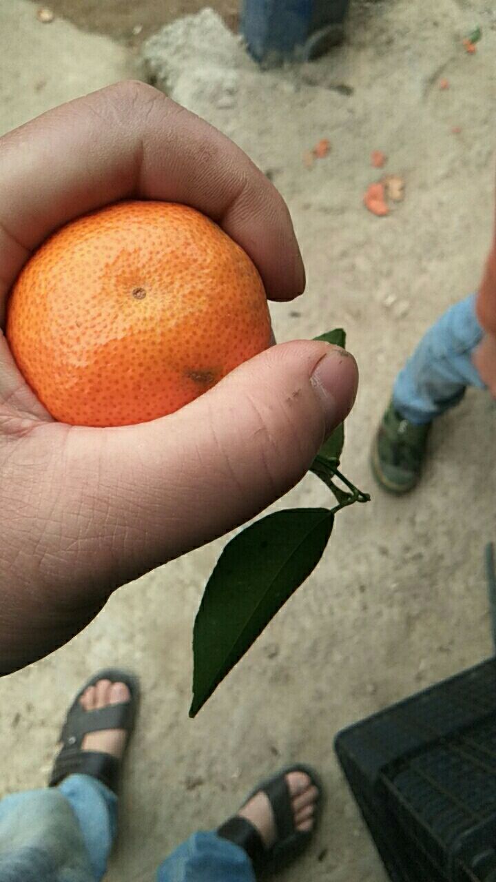  西林沙糖桔