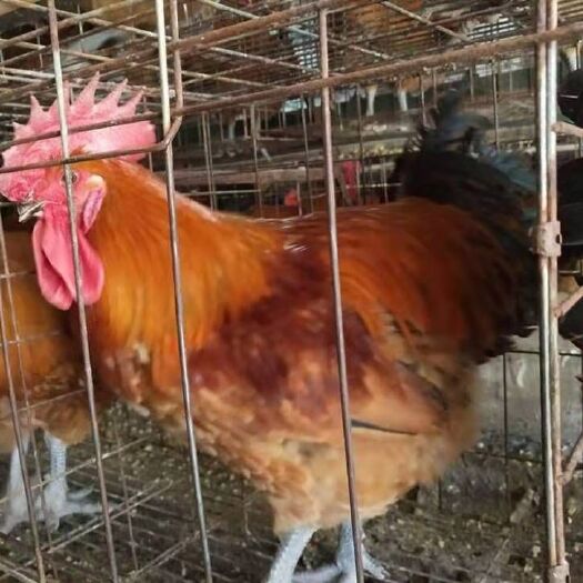 南宁 快大乌肉麻鸡苗，灵山土鸡三黄鸡良凤花鸡快大黄鸡k9鸡9斤黄