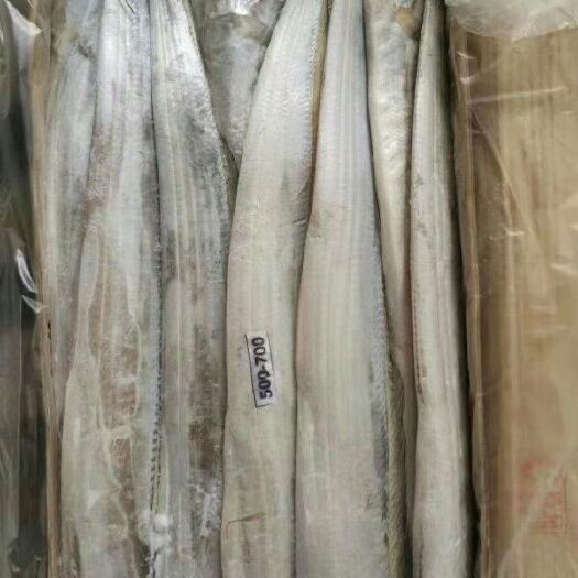 福州 南美现货带鱼500/700