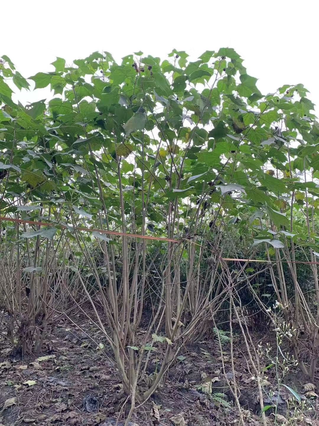  芙蓉花，木芙蓉，芙蓉基地，四川芙蓉花价格，成都木芙蓉批发，