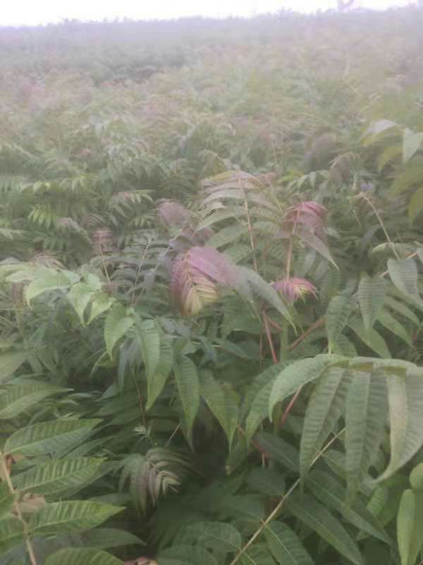红油香椿苗 4~6公分