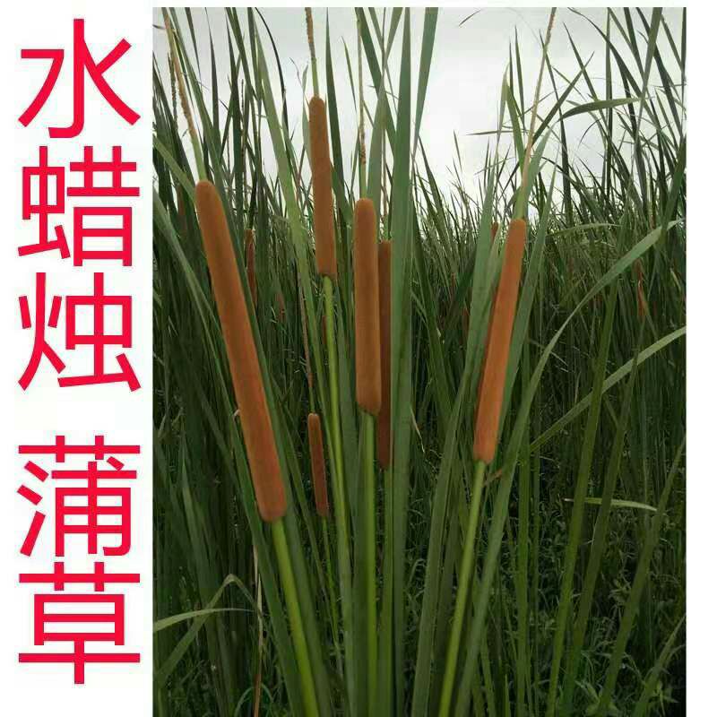 小香蒲 蒲草原料 干蒲草 香蒲草原料 臭蒲草原料 水蜡烛草工艺品原料