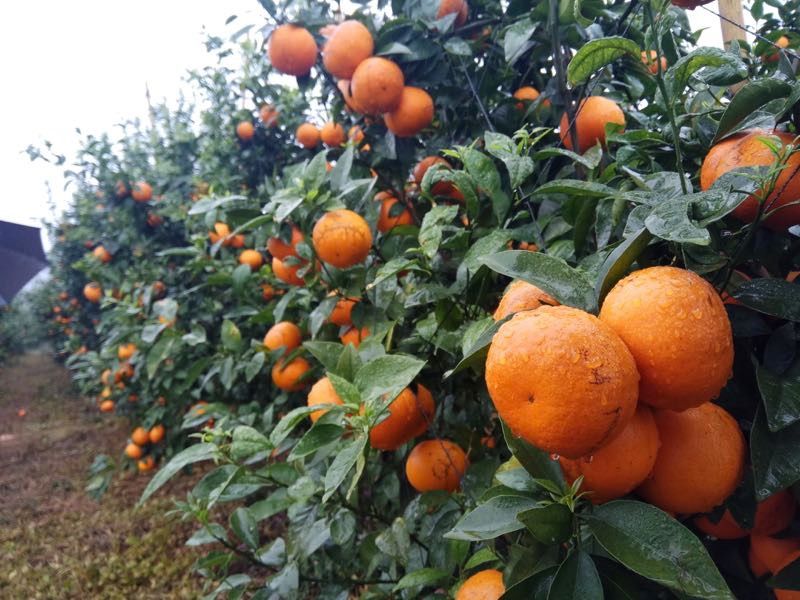 沃柑电商品质代发2斤净重