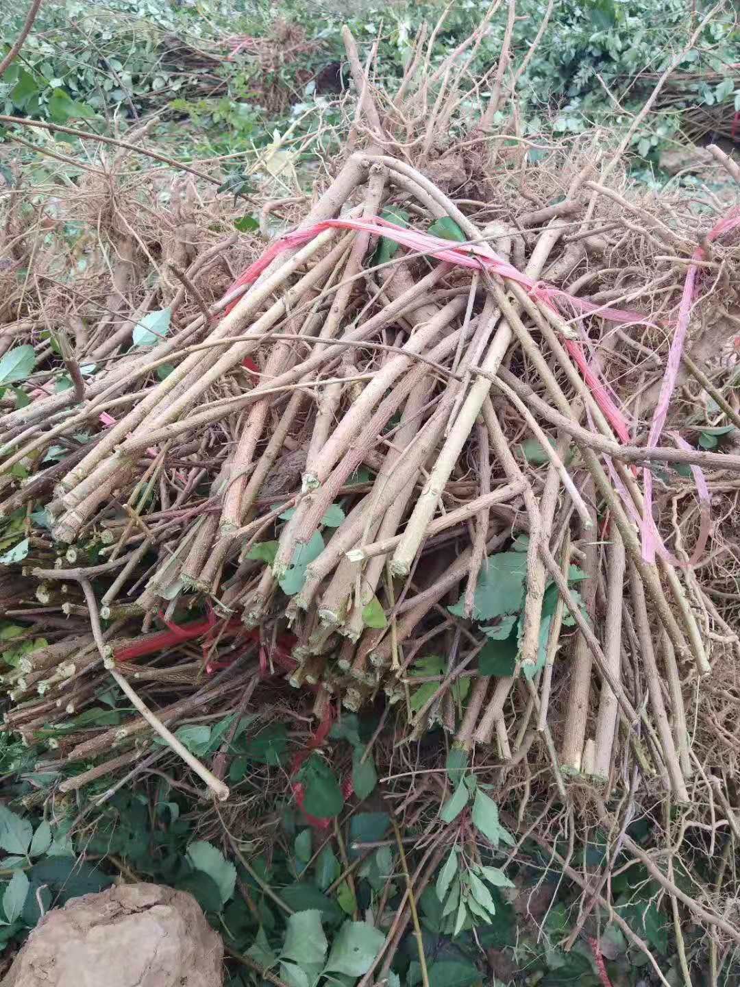 连翘苗，2年连翘苗华北连翘苗死苗补发