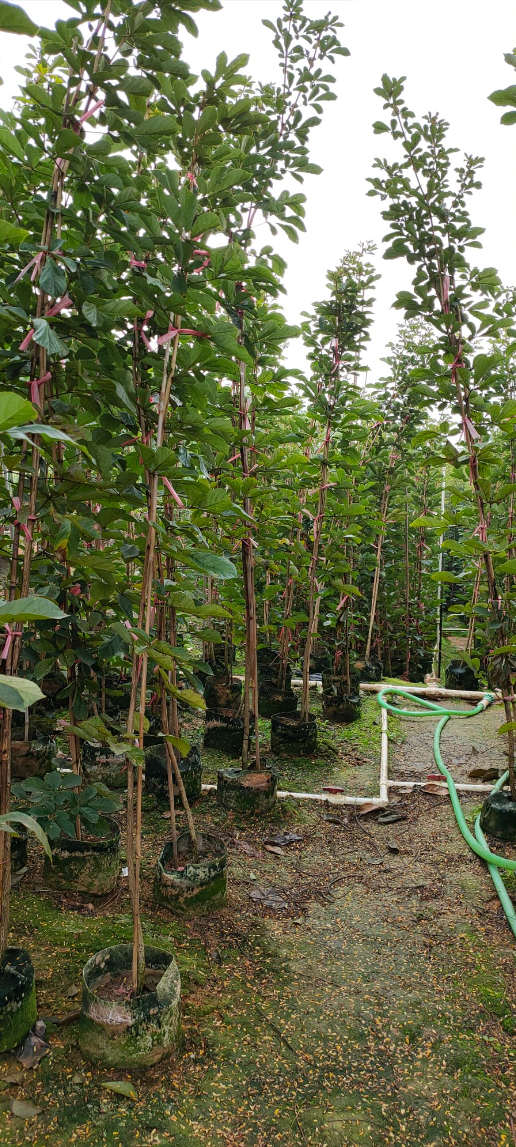 黄花风铃木 黄花风玲木《多花》