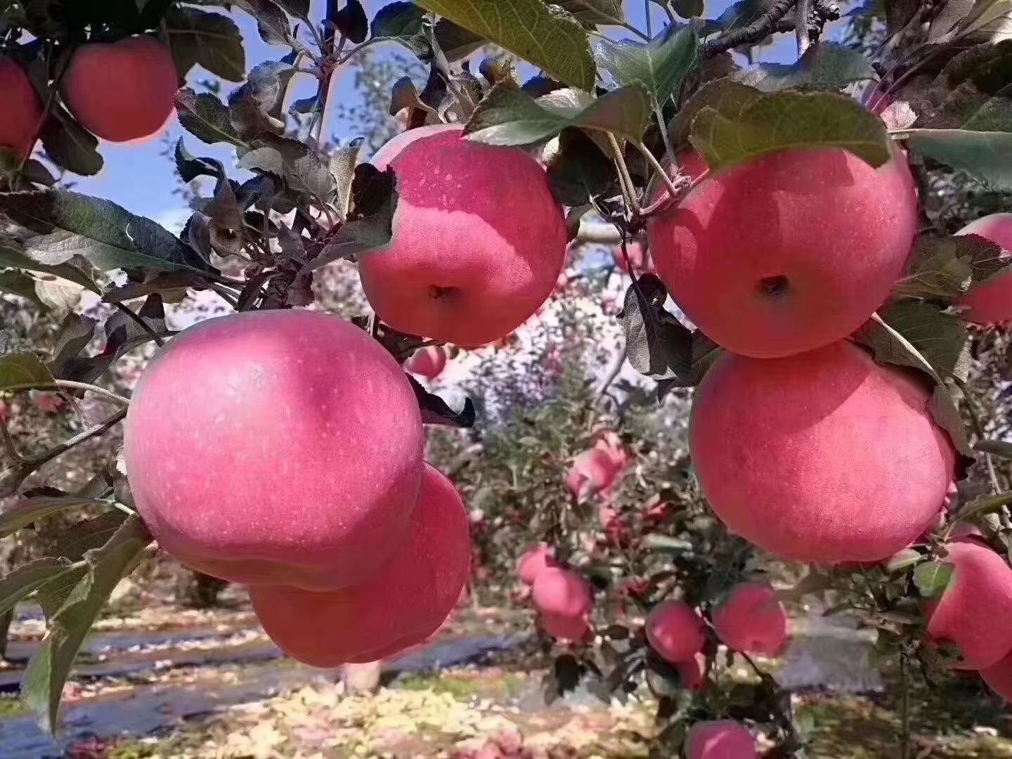 冰糖心苹果 陕西洛川新鲜红富士冰糖心水晶红富士24个