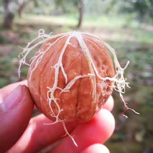 沁县 太行山深处，朝仁村有机核桃，皮漂、仁饱、口感纯正，出仁率高。