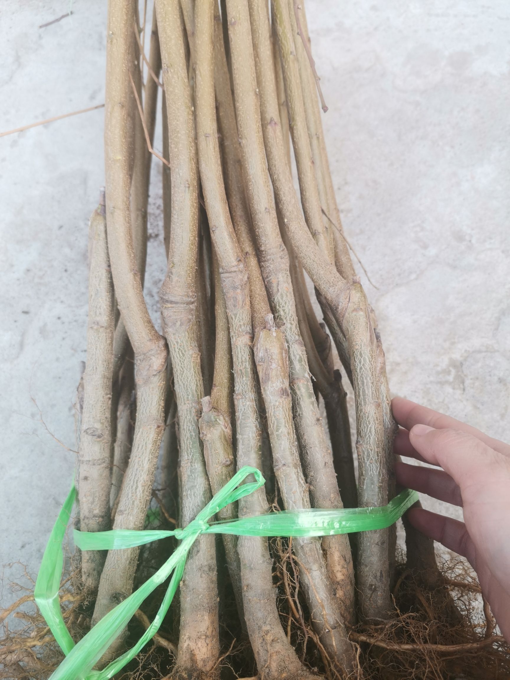  映霜红桃树苗根系好质量优嫁接桃树苗