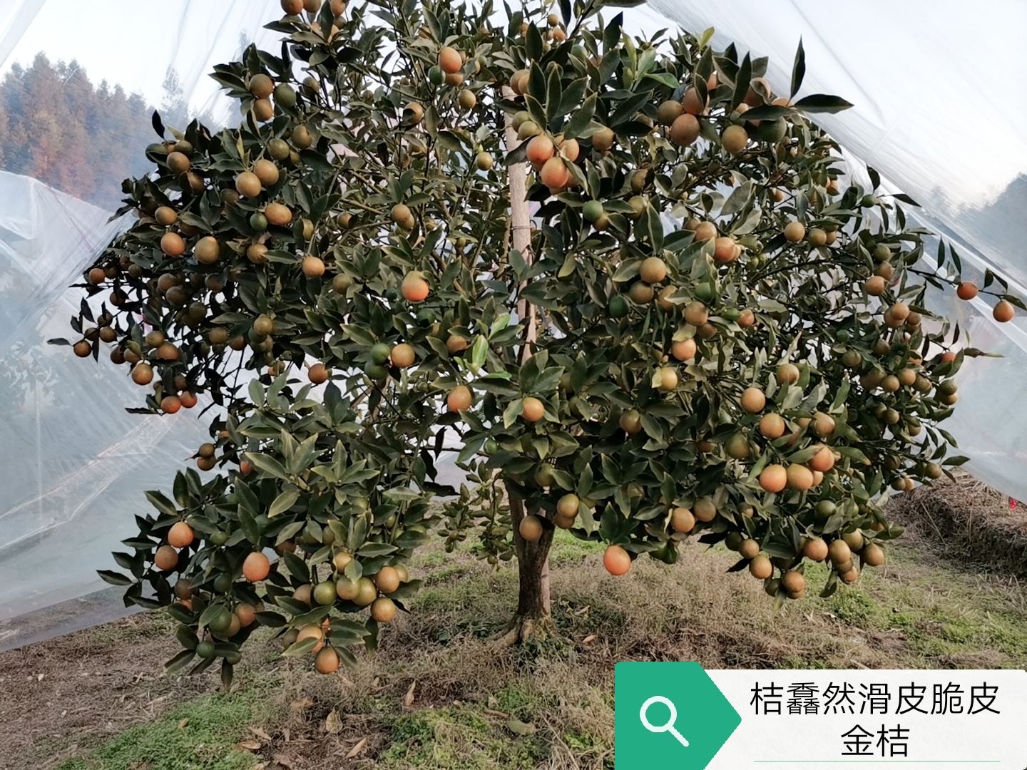  广西融安金桔滑皮金桔新鲜水果当季黄皮金桔