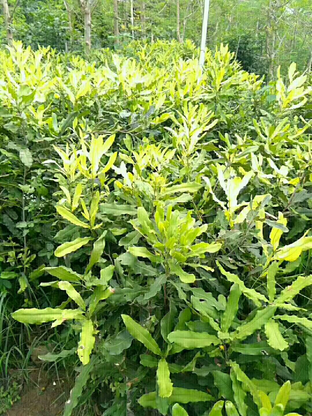 夏威夷果苗  桂热一号嫁接苗、实生苗