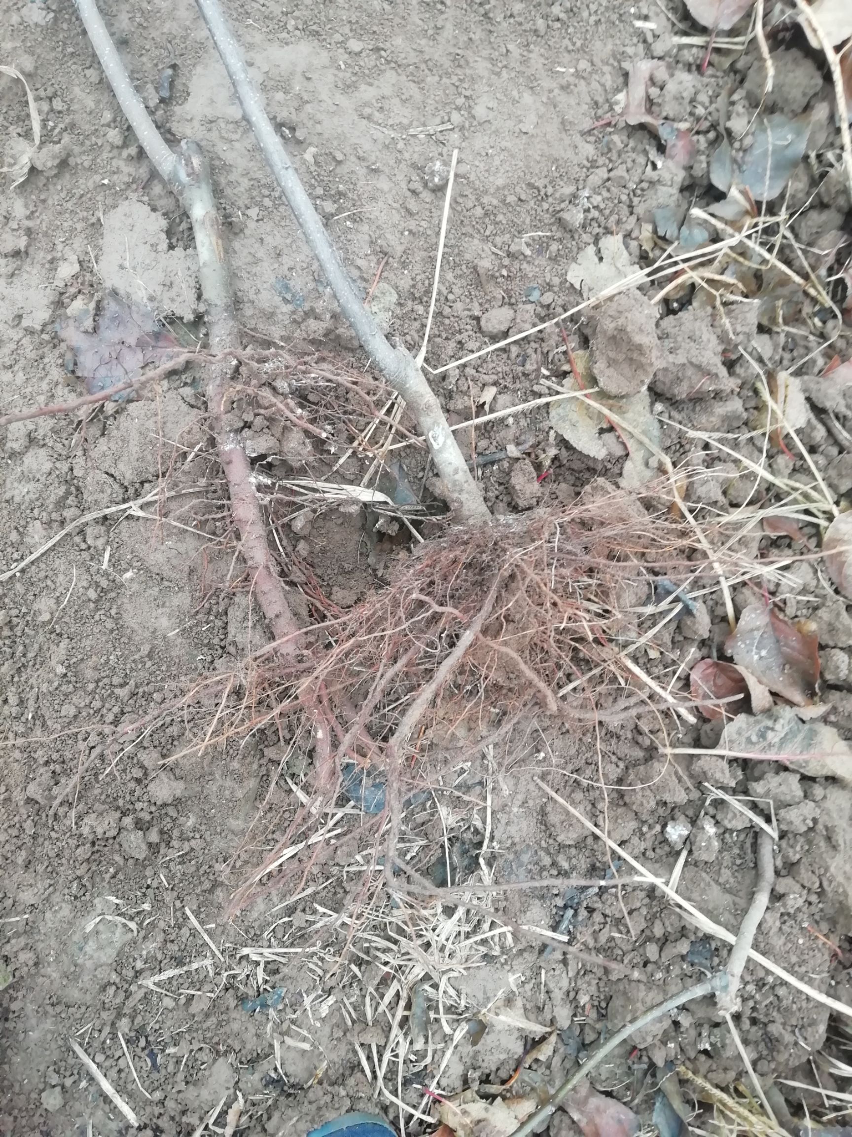苹果树苗 富士，美八，锦绣红，中秋王，烟富三，烟富10，美脆