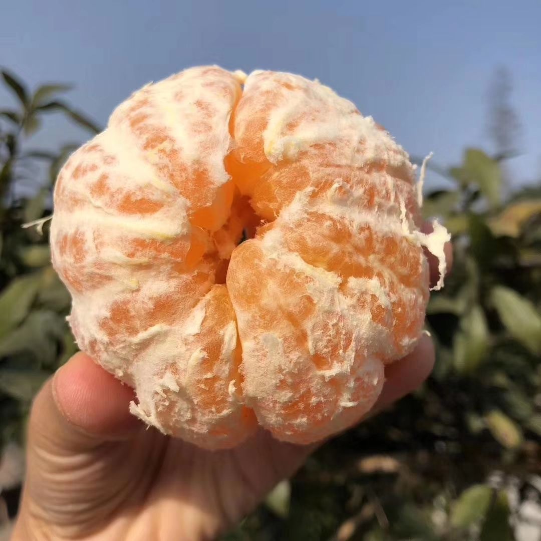 耙耙柑皮有什么作用(耙耙柑的皮有什么功效)